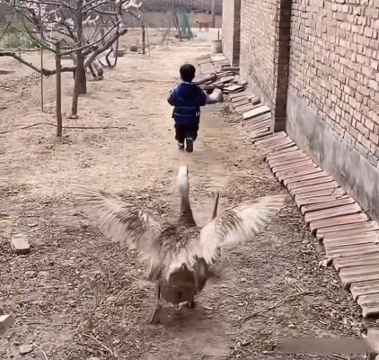 鹅去鹅回!养鹅人丢了心头鹅,一怒抽干池塘追凶,结果笑翻全村
